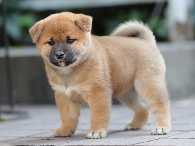 AI5I6490-puppy AI5I6490-puppy