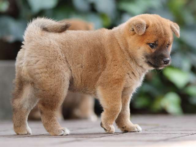 AI5I6524-puppy AI5I6524-puppy