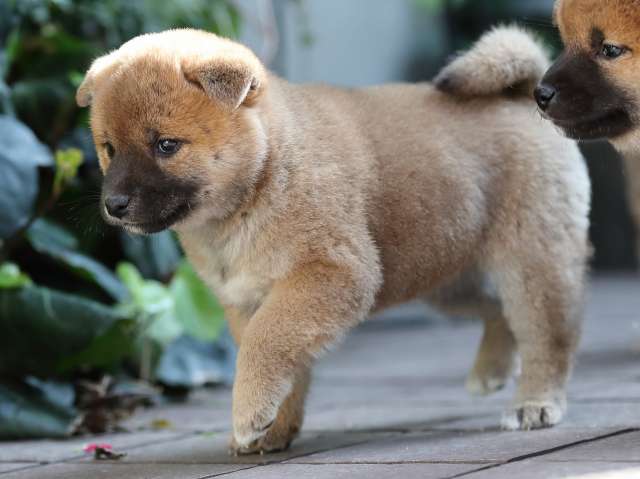 AI5I6575-puppy AI5I6575-puppy