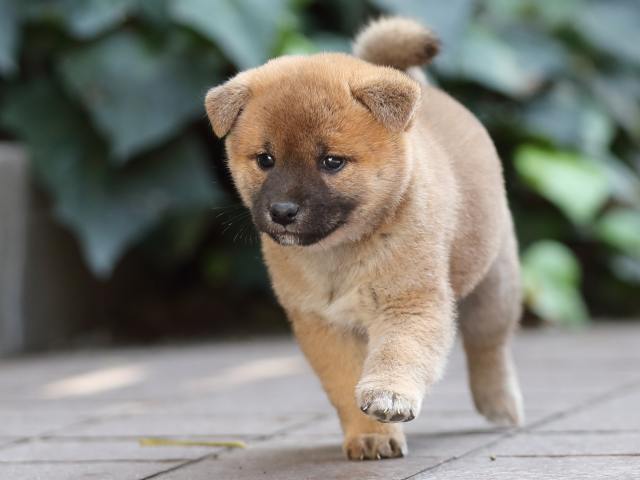 AI5I6597-puppy AI5I6597-puppy