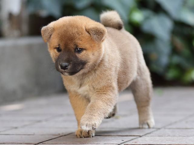 AI5I6601-puppy AI5I6601-puppy