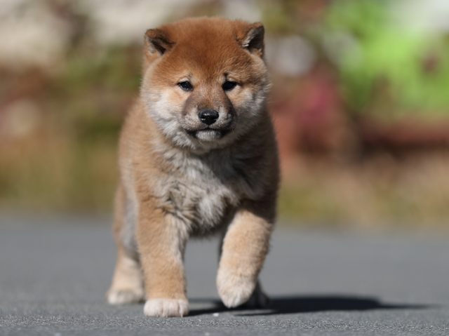 AI5I9218-puppy AI5I9218-puppy