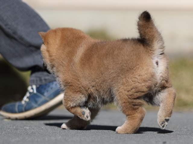 AI5I9223-puppy AI5I9223-puppy