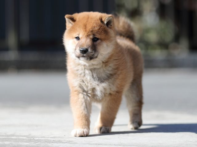 AI5I9248-puppy AI5I9248-puppy