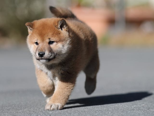 AI5I9286-puppy AI5I9286-puppy