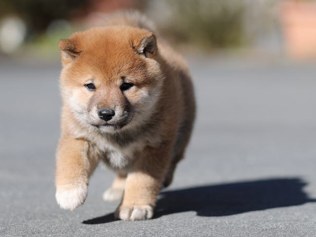 AI5I9304-puppy AI5I9304-puppy
