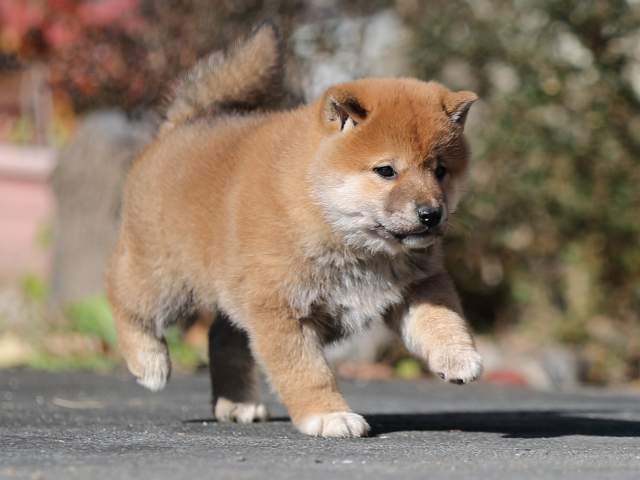 AI5I9321-puppy AI5I9321-puppy