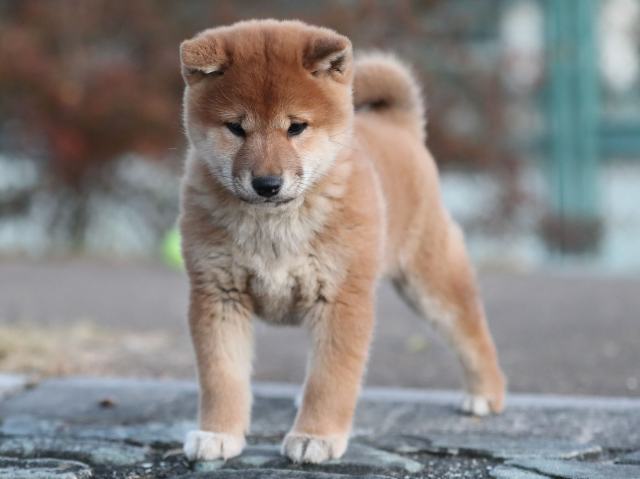 AI5I9333-puppy AI5I9333-puppy