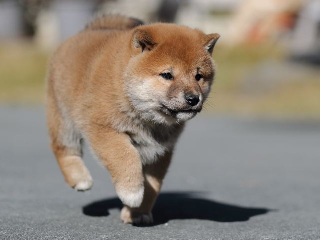 AI5I9365-puppy AI5I9365-puppy
