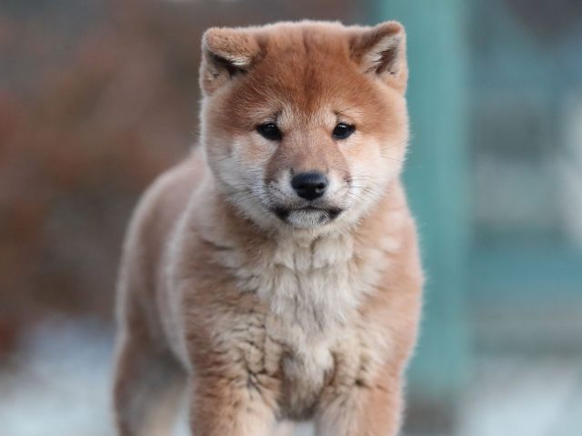 AI5I9456-puppy AI5I9456-puppy