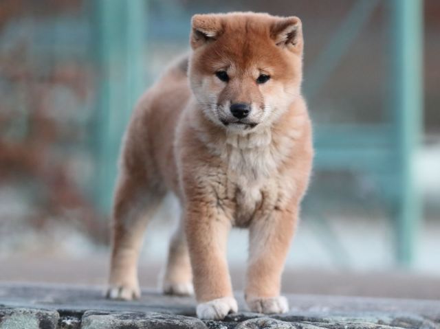 AI5I9469-puppy AI5I9469-puppy