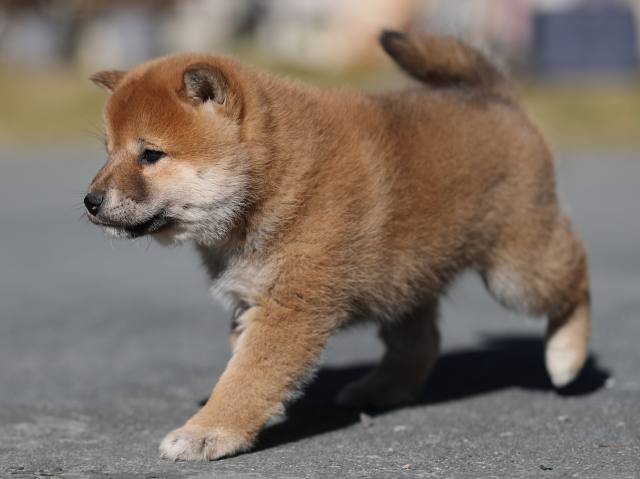 AI5I9474-puppy AI5I9474-puppy