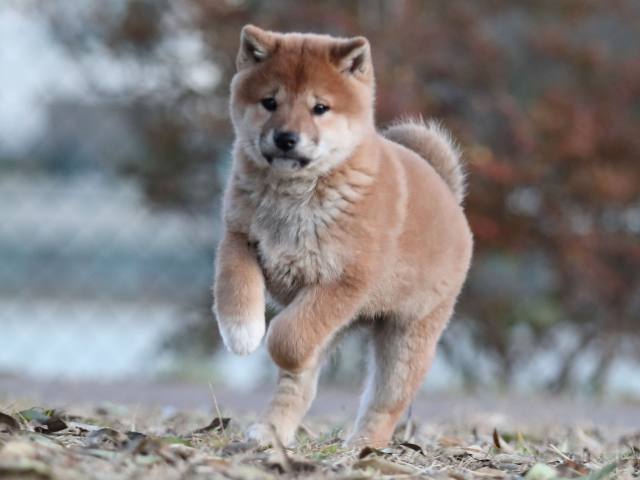 AI5I9535-puppy AI5I9535-puppy