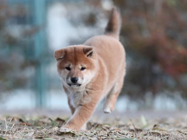 AI5I9538-puppy AI5I9538-puppy