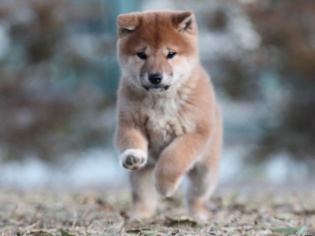 AI5I9540-puppy AI5I9540-puppy