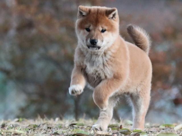 AI5I9697-puppy AI5I9697-puppy