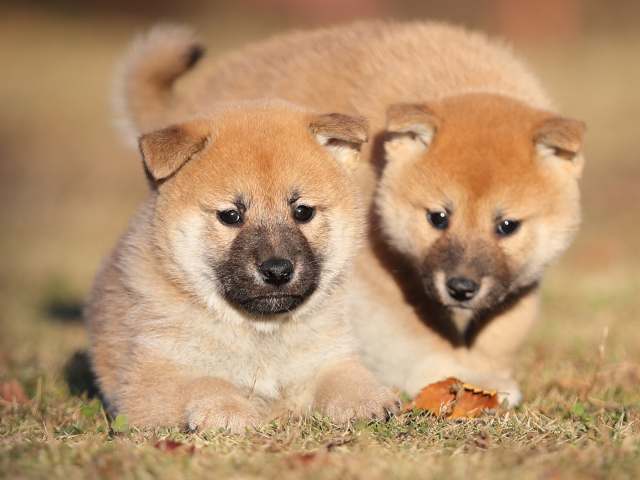 AI5I9814-puppy AI5I9814-puppy