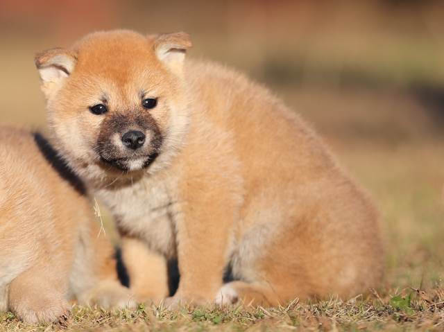 AI5I9827-puppy AI5I9827-puppy