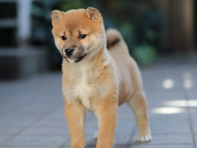 AI5I9885-puppy-puppy AI5I9885-puppy-puppy