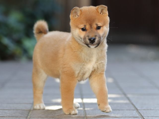 AI5I9897-puppy-puppy AI5I9897-puppy-puppy