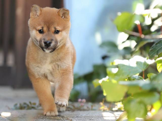 AI5I9911-puppy-puppy AI5I9911-puppy-puppy