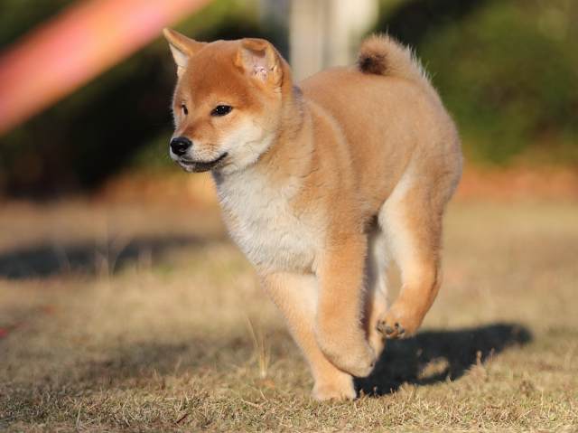 AI5I9912-puppy AI5I9912-puppy
