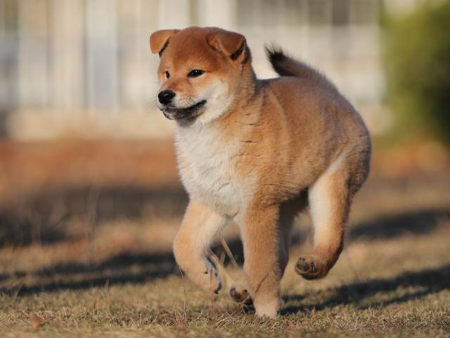 AI5I9947-puppy AI5I9947-puppy