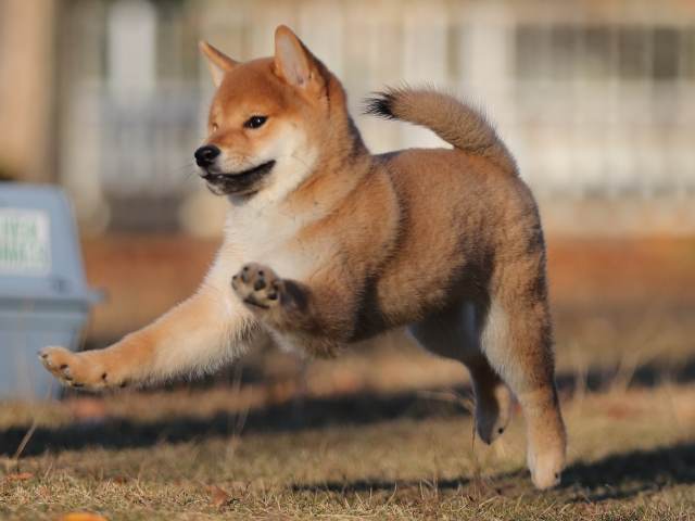 AI5I9949-puppy AI5I9949-puppy
