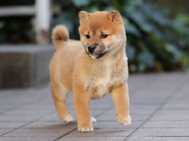 AI5I9961-puppy-puppy AI5I9961-puppy-puppy
