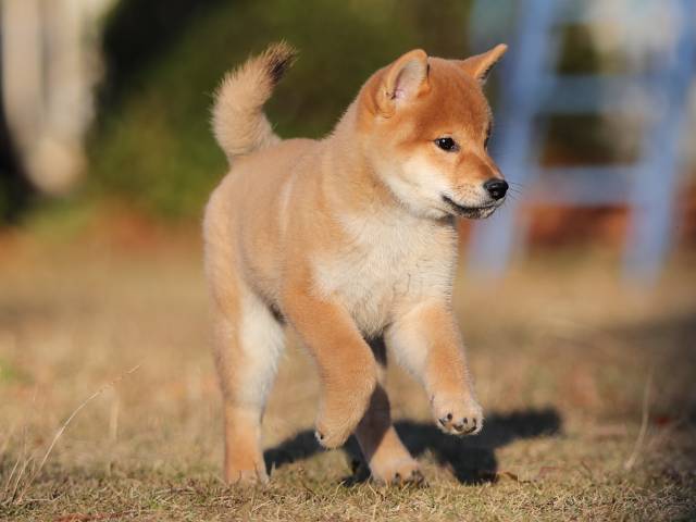 AI5I9975-puppy AI5I9975-puppy