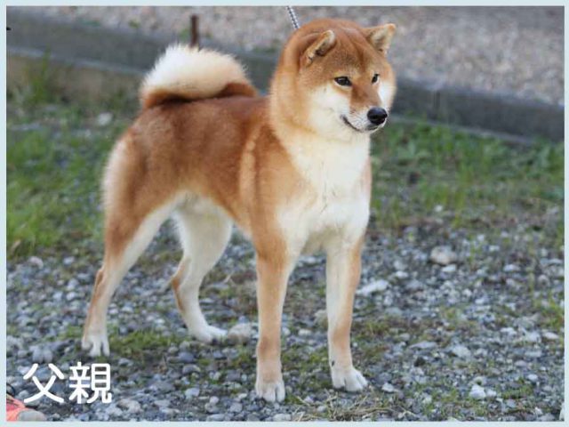 竜翔号 竜翔号