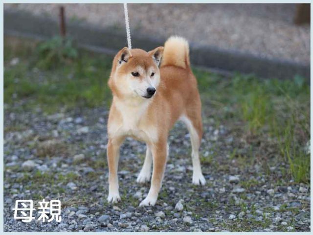鈴の葵姫号 鈴の葵姫号