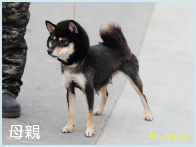 黒麻呂 黒麻呂