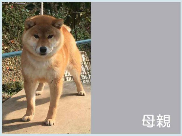 豊後妃女号 豊後妃女号