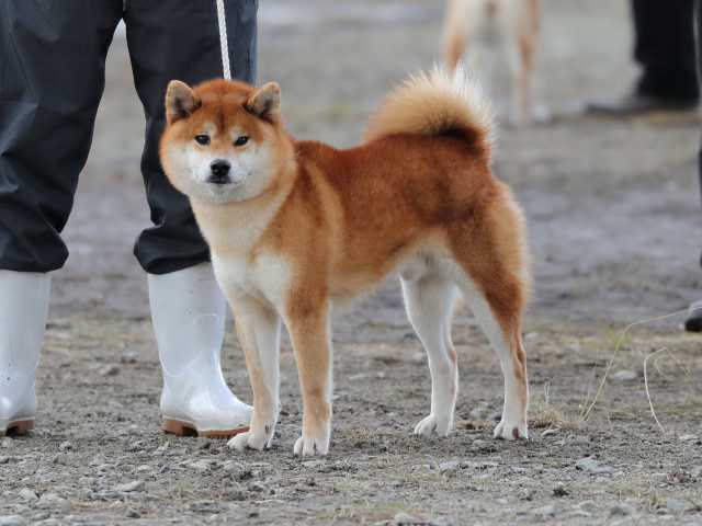437龍門の紅豊号1 437龍門の紅豊号1
