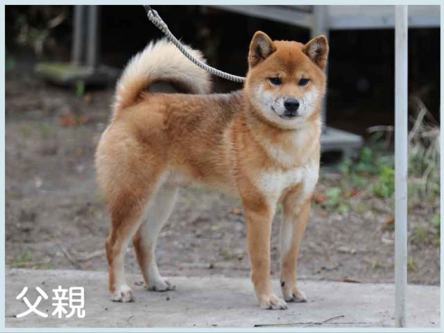 越前の竜市号 越前の竜市号