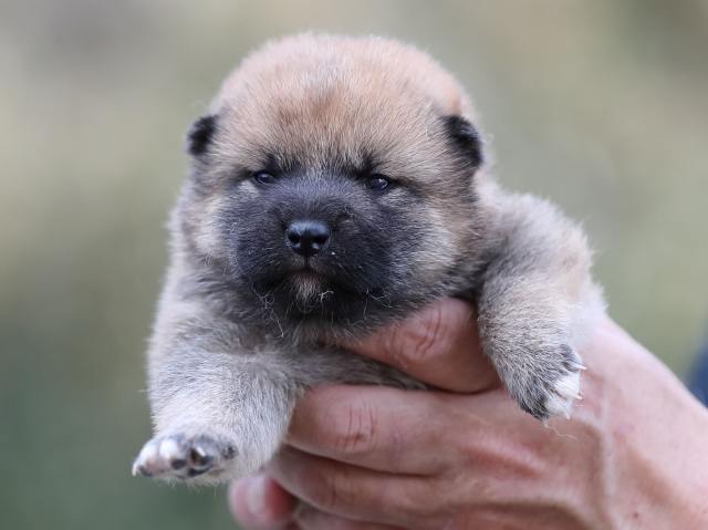 3293-puppy 3293-puppy