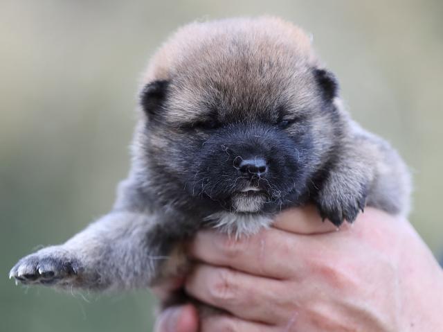 3294-puppy 3294-puppy