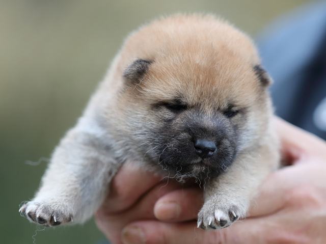 3295-puppy 3295-puppy