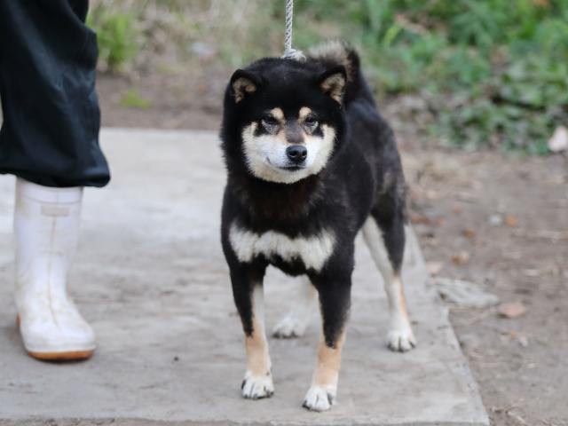 3297-0-puppy 3297-0-puppy