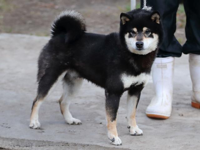 3297-1-puppy 3297-1-puppy