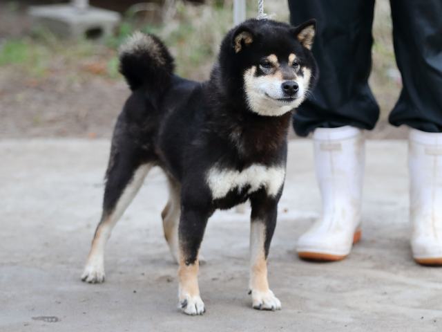 3297-2-puppy 3297-2-puppy