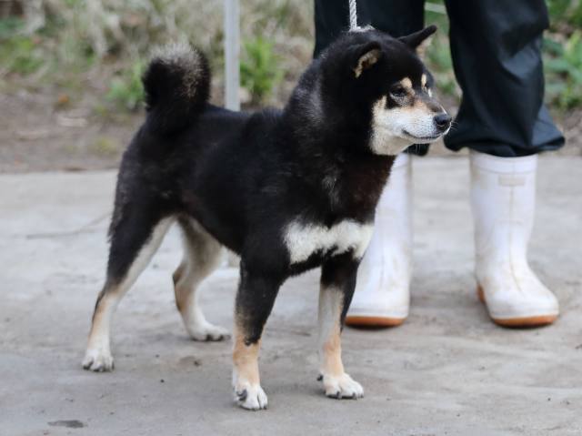 3297-3-puppy 3297-3-puppy