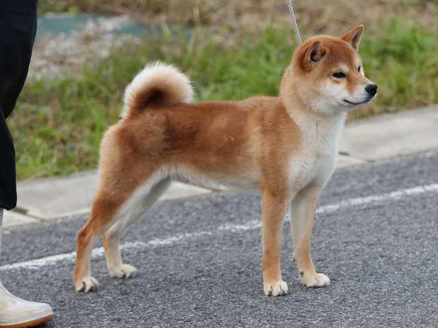 3298-0-puppy 3298-0-puppy