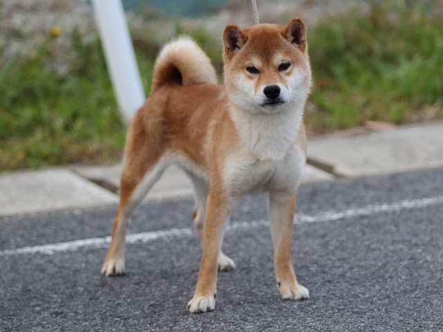 3298-1-puppy 3298-1-puppy