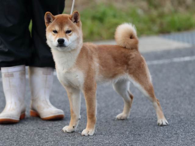 3298-2-puppy 3298-2-puppy