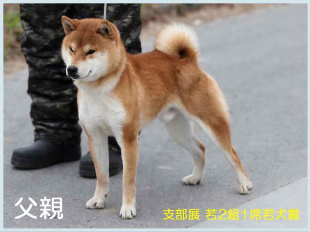 影翔号 影翔号