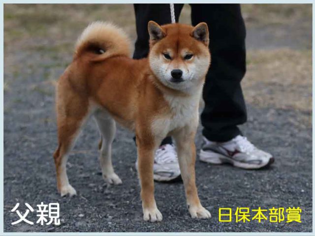 豊後光真留号 豊後光真留号