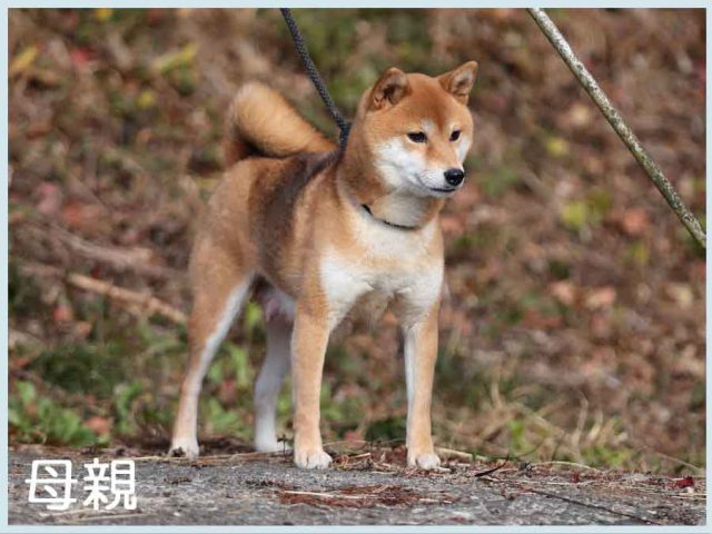 七美桜号 七美桜号
