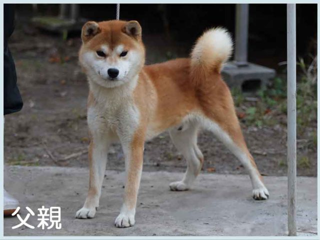 保津ノ嵐山号 保津ノ嵐山号